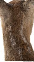 animal skin doe fur 0015